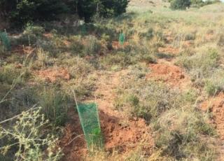 Acciones Dominio público del agua plantaciones