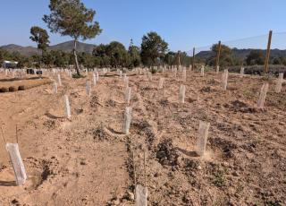 Plantaciones de especies autóctonas en el entorno de LLano del Beal