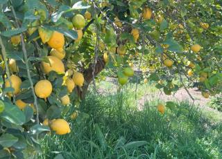 Imagen de limonero en la parcela de experimentación-Proyecto AgriConciencia