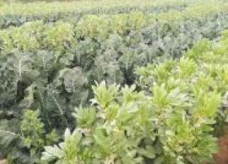  Cultivos en explotaciones piloto - Proyecto NewAgroMarMenor
