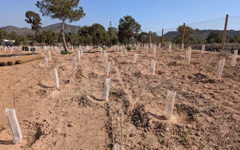 Plantaciones de especies autóctonas en el entorno de LLano del Beal