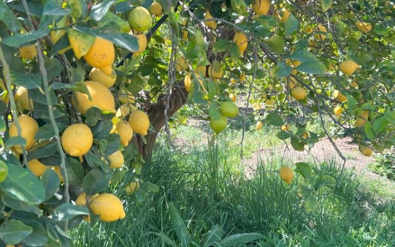 Imagen de limonero en la parcela de experimentación-Proyecto AgriConciencia
