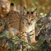 cachorro de lince