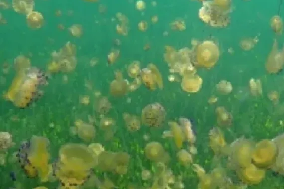 Algas en el fondo de un mar