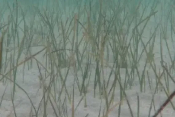 Algunas hiervas saliendo del fondo del mar que tiene arena