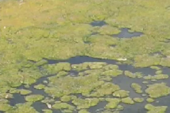 Algas flotando sobre agua