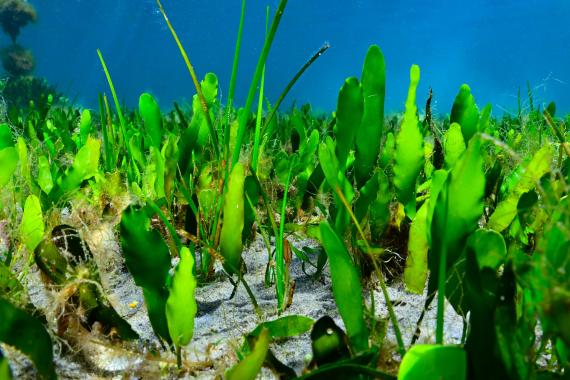 Prada submarina mixta al Mar Menor, formada per l'alga verda Caulerpa prolifera (orella de llebre) i la fanerògama Cymodocea nodosa (entina). Imatge presa per l'IEO als fons propers a l'illa del Subjecte