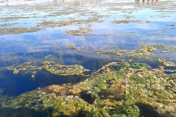 Proliferación de algas. Comienzo del colapso del Mar Menor